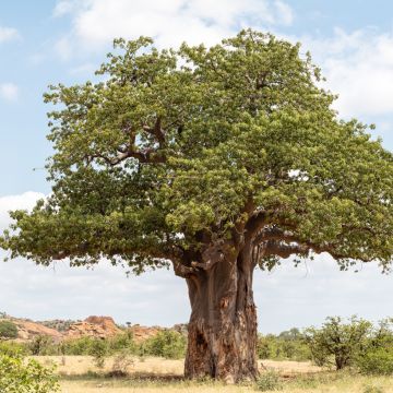 Semillas de Baobab - Adansonia digitata