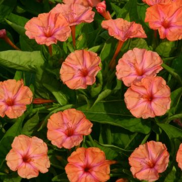 Mirabilis jalapa Salmon Sunset - Four o'clock, Marvel of Peru, Beauty of the Night