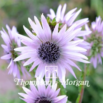 Berkheya purpurea (semillas) - Guerrero zulú