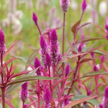 Semillas de Celosia spicata Flamingo Purple Semillas de Celosia spicata Flamingo Purple