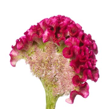 Semillas de Celosia Cristata Bar Bora (Púrpura)