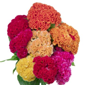 Celosia cristata Captain Mix (semillas)