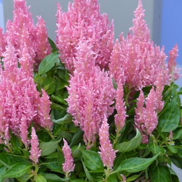 Celosia spicata Flamma Pink (semillas)