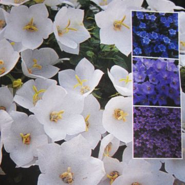 Campanula (rocalla Mix semillas)