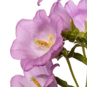 Campanula medium F1 Big Ben Lavender (semillas recubiertas) - Campanilla de Canterbury