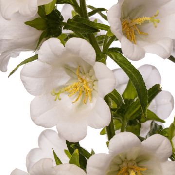 Campanula medium F1 Big Ben White Imp.  (semillas recubiertas) - Campanilla de Canterbury