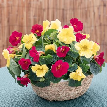 Semillas de Capuchina enana Baby Lemon Raspberry Semillas de Capuchina enana Baby Lemon Raspberry