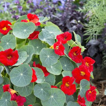 Capuchina enana Baby Red