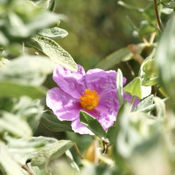 Semillas de Jara blanca - Cistus albidus