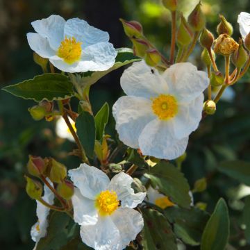 Semillas de Jara de hoja de laurel - Cistus laurifolius