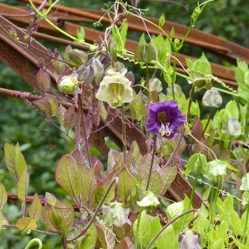 Semillas de Cobaea trepadora azul y blanca Mix - Cobaea scandens