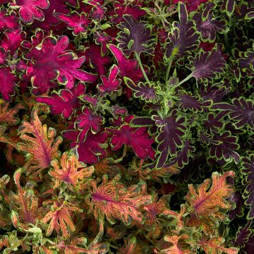 Coleus Colocha Mix (semillas)