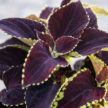Solenostemon scutellarioides Mezmerize​ Chocolate Lime Edge - Cóleo