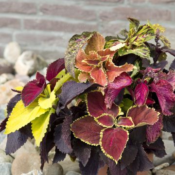 Coleus Pinto Mix