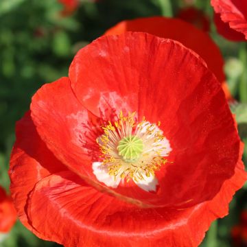 Papaver rhoeas American Legion - Common poppy, Corn poppy, Field poppy