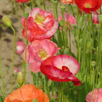 Papaver rhoas Shirley Mix BIO (semillas) - Amapola común