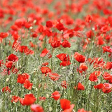 Amapola común (semillas) - Papaver rhoeas