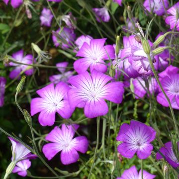 Semillas de Neguilla Purple Queen - Agrostemma githago