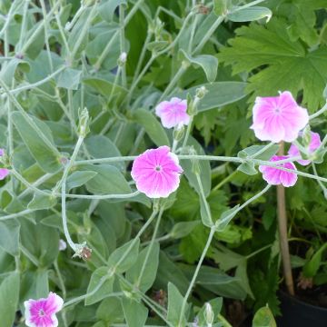 Lychnis coronaria Angel's Blush (semillas) - Clavel lanudo