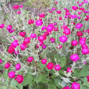 Lychnis coronaria atrosanguinea (semillas) - Clavel lanudo