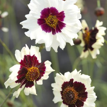 Semillas de Coreopsis tinctoria Incredible! Swirl