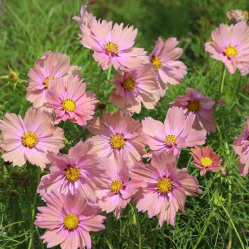 Cosmos bipinnatus Apricotta (semillas)