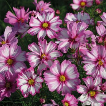 Cosmos bipinnatus Capriola