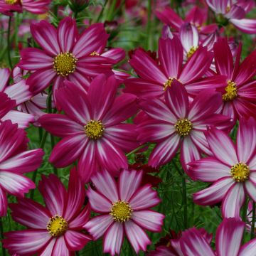 Cosmos bipinnatus Cosimo Red White