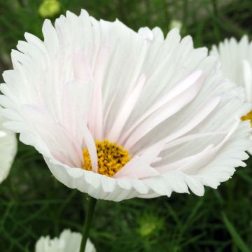 Cosmos bipinnatus Cupcakes White