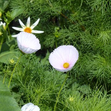 Cosmos bipinnatus Cupsy Blush (semillas BIO)