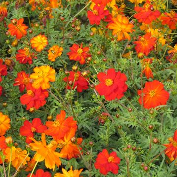 Cosmos sulphureus Ladybird Mixed