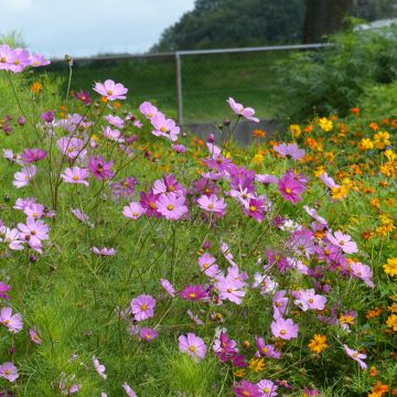 Cosmos bipinnatus Sensation Mix BIO