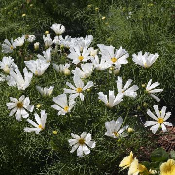 Cosmos bipinnatus Pinwheel White (semillas)