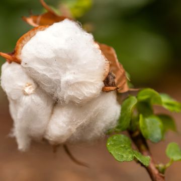 Semillas de Algodón - Gossypium herbaceum