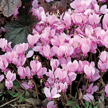 Cyclamen neapolitanum