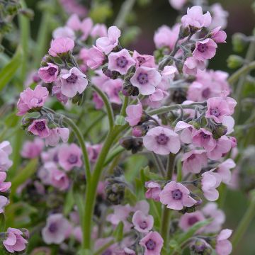 Cynoglossum zeylanicum Mystery Rose (semillas) - Lengua de perro