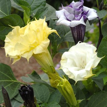 Trompeta del Diablo Ballerina Mixed - Datura metel