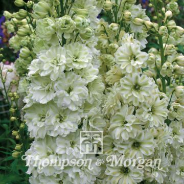 Espuela de caballero - Delphinium elatum Green Twist