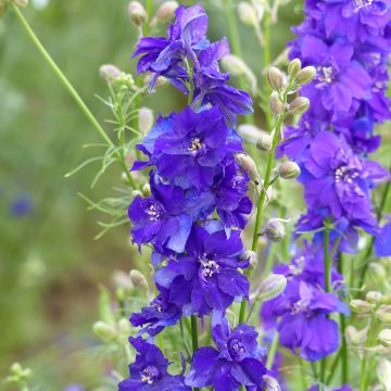 Semillas de Delphinium Imperial QIS Dark Blue - Espuela de caballero anual