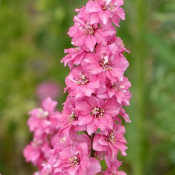 Semillas de Delphinium Imperial QIS Salmon Pink - Espuela de caballero anual