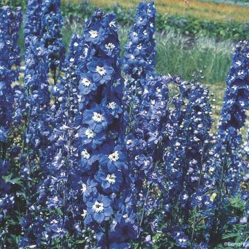 Espuela de caballero (semillas) - Delphinium Pacific-hybrid Blue Bird