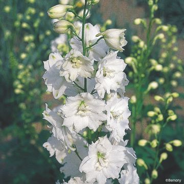 Espuela de caballero (semillas) - Delphinium Pacific-hybrid Galahad