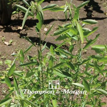 Desmodium gyrans - Planta del telégrafo