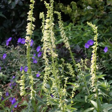 Digitalis lutea - Dedalera amarilla