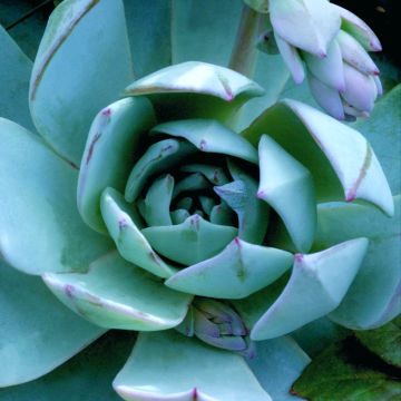 Semillas de Echeveria peacockii Urban Orange (recubiertas)