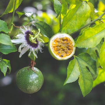Passiflora edulis  - Passion fruit, Granadilla