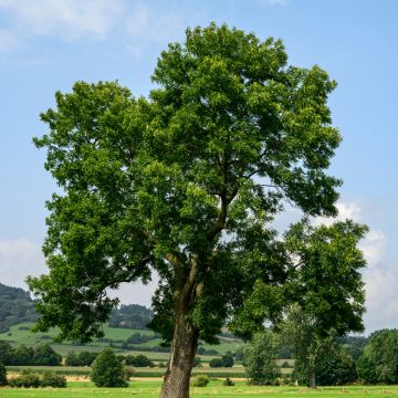 Semillas de Fresno - Fraxinus excelsior
