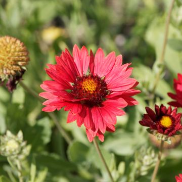 Gaillardia x grandiflora Burgunder (semillas)