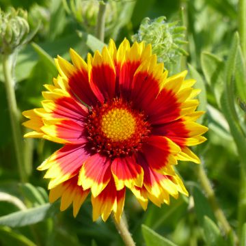 Gaillardia x grandiflora Dazzler (semillas)