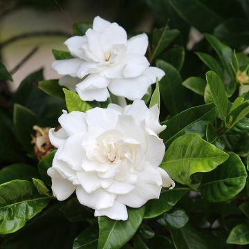Gardenia jasminoides Gardenia jasminoides